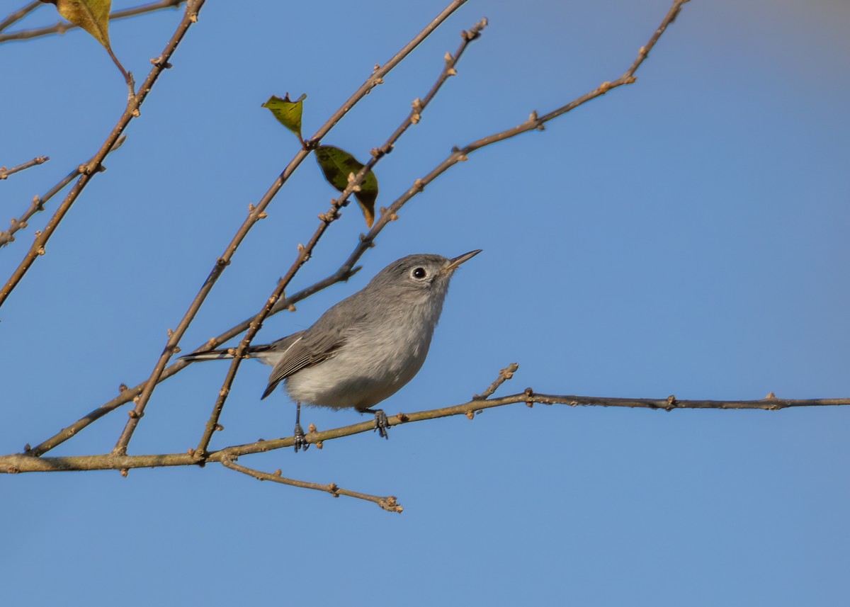 Perlita Grisilla - ML646825615