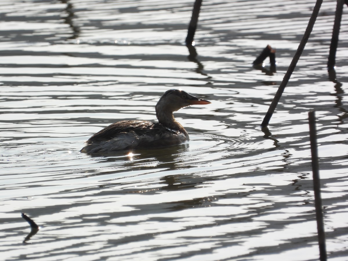 Zampullín Común - ML646825621