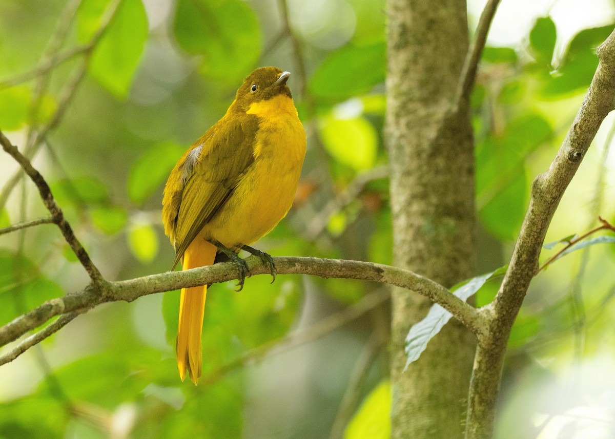 Golden Bowerbird - ML646825622