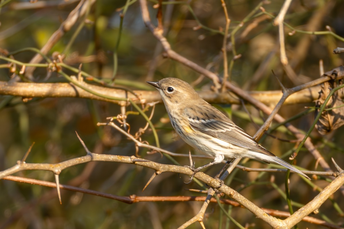 Reinita Coronada - ML646825627