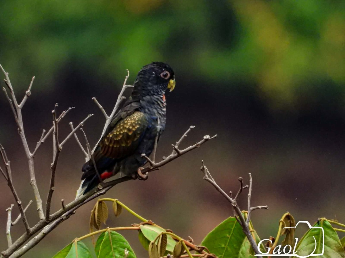 Bronze-winged Parrot - ML646825634