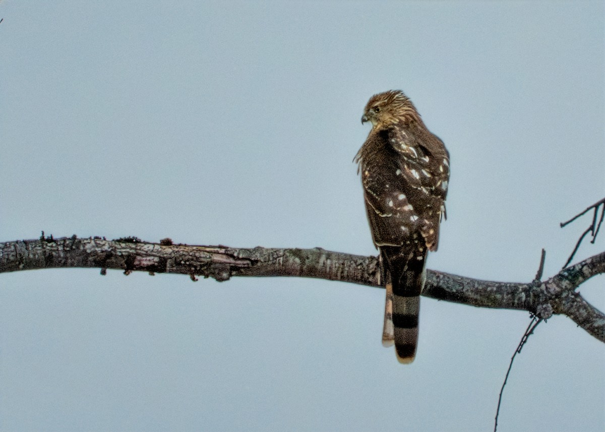 Gavilán de Cooper - ML646825637