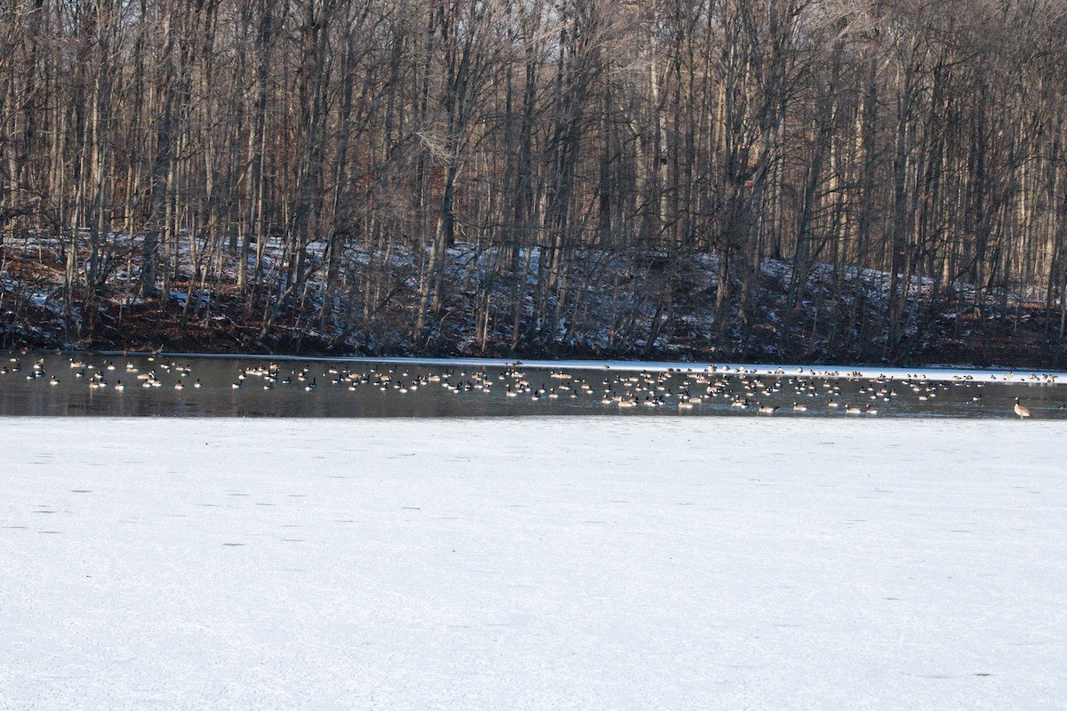 Barnacla Canadiense Grande - ML646825638