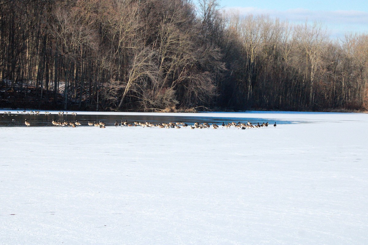 Barnacla Canadiense Grande - ML646825639