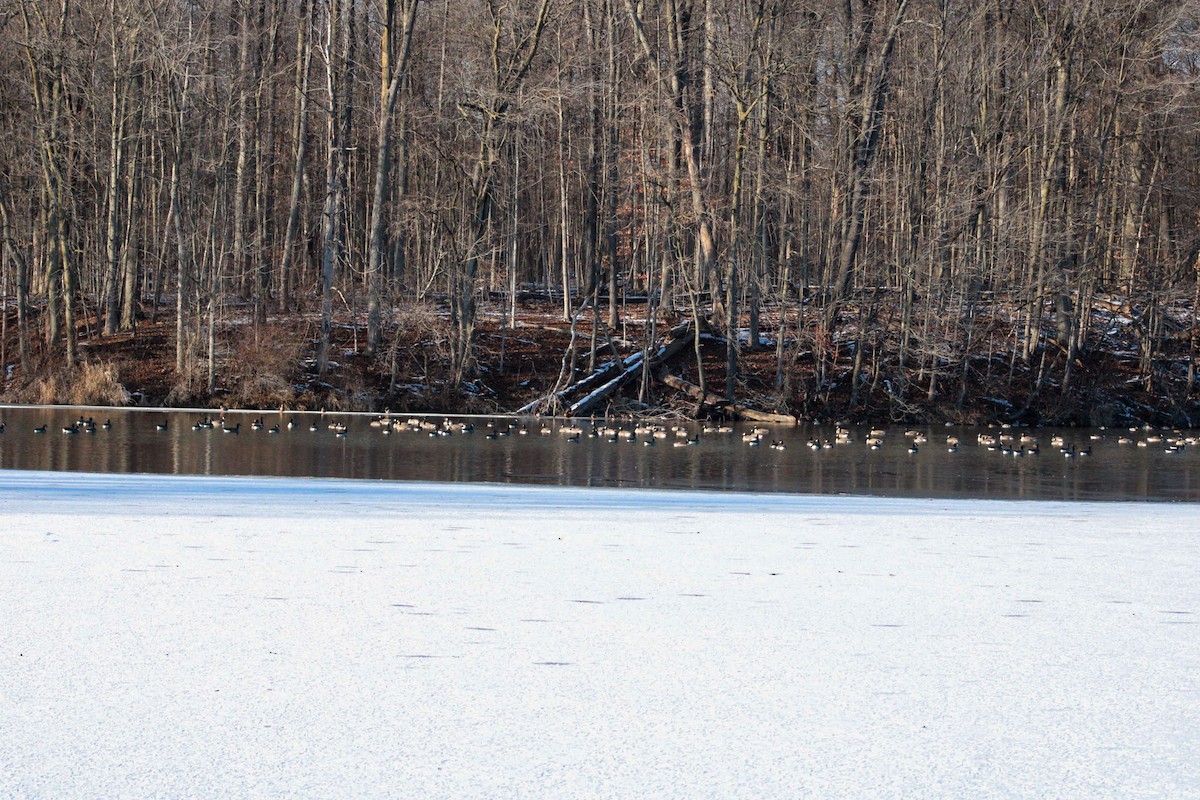 Barnacla Canadiense Grande - ML646825642