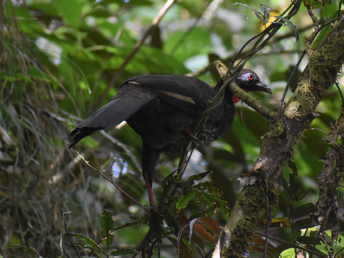 Pava de Orton - ML646825643