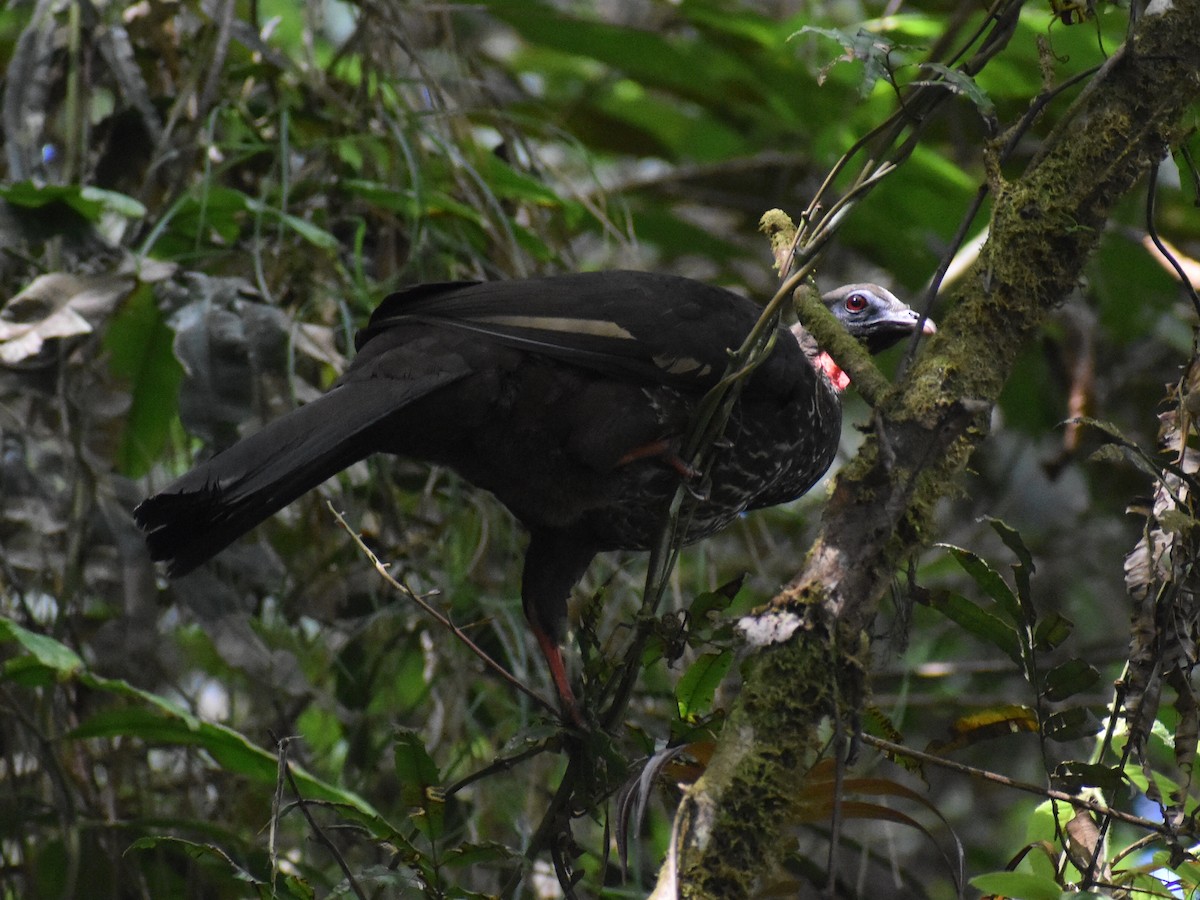 Pava de Orton - ML646825644