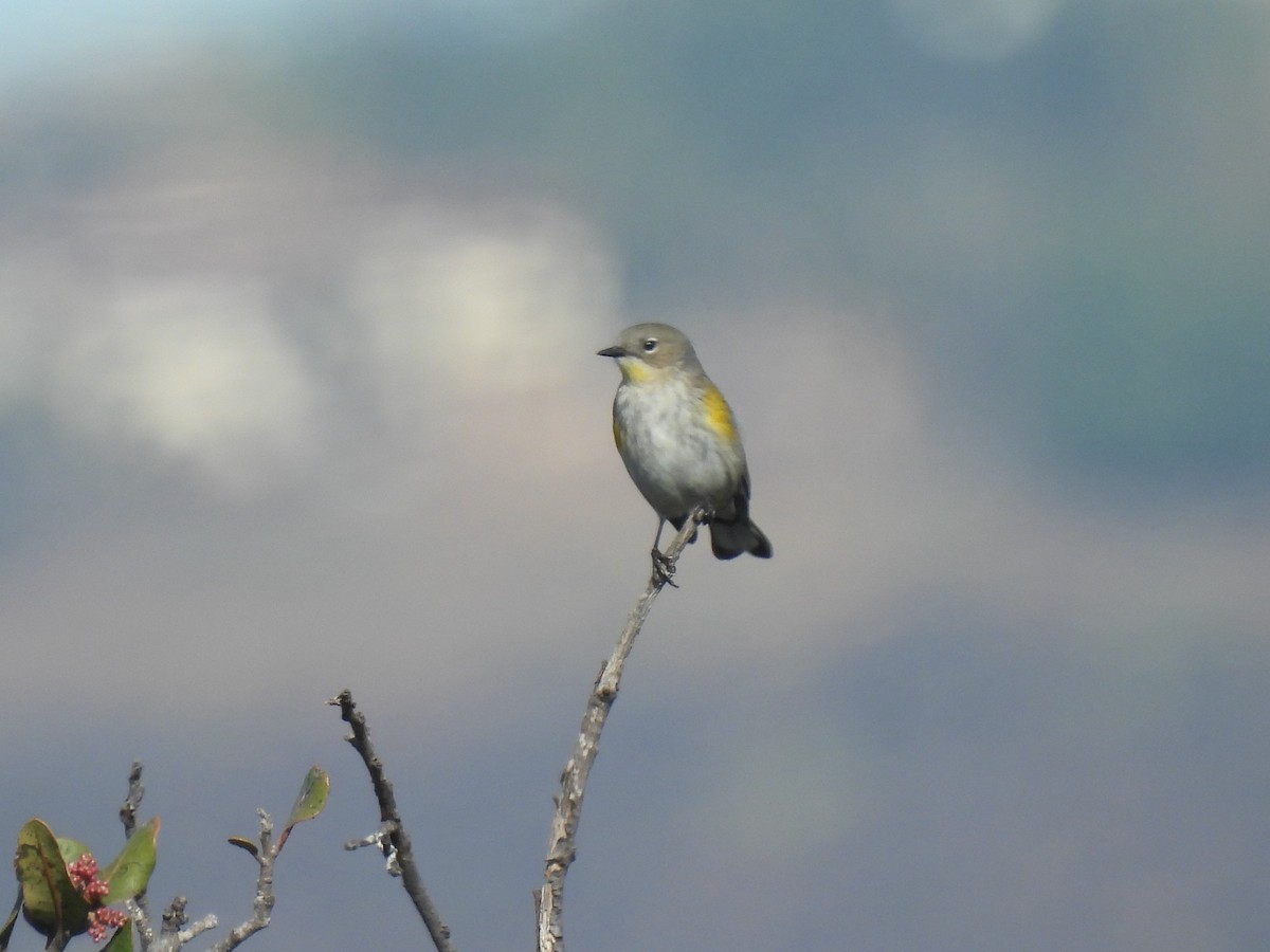 Reinita Coronada - ML646825647