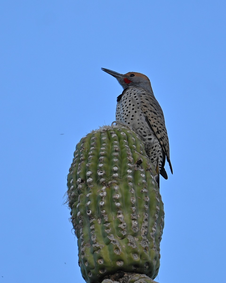 ミナミハシボソキツツキ - ML646825649