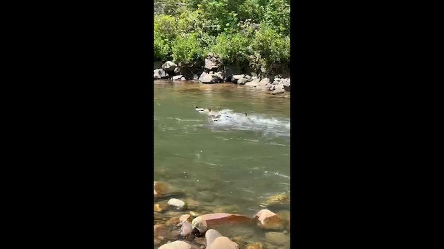 川秋沙 - ML646825651