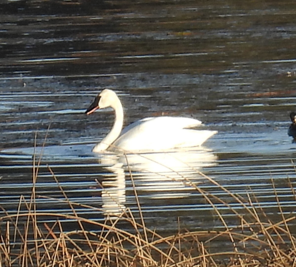 Trumpeter Swan - ML646825652