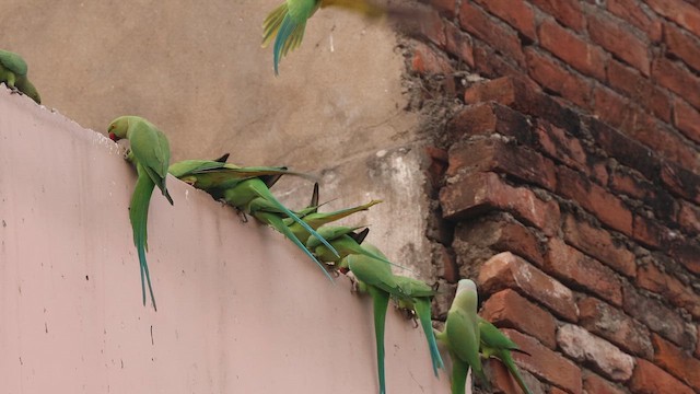 紅領綠鸚鵡 - ML646825653