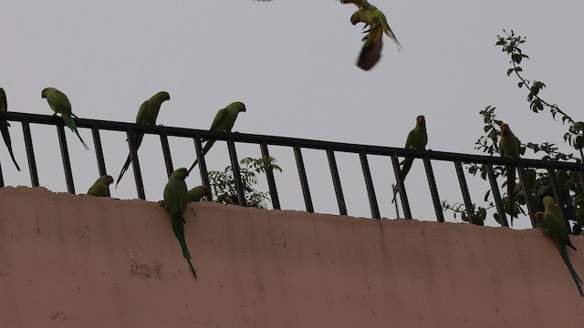 紅領綠鸚鵡 - ML646825654