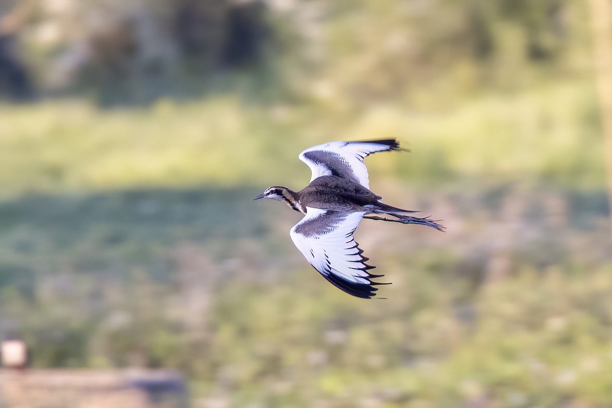 Jacana à longue queue - ML646825655