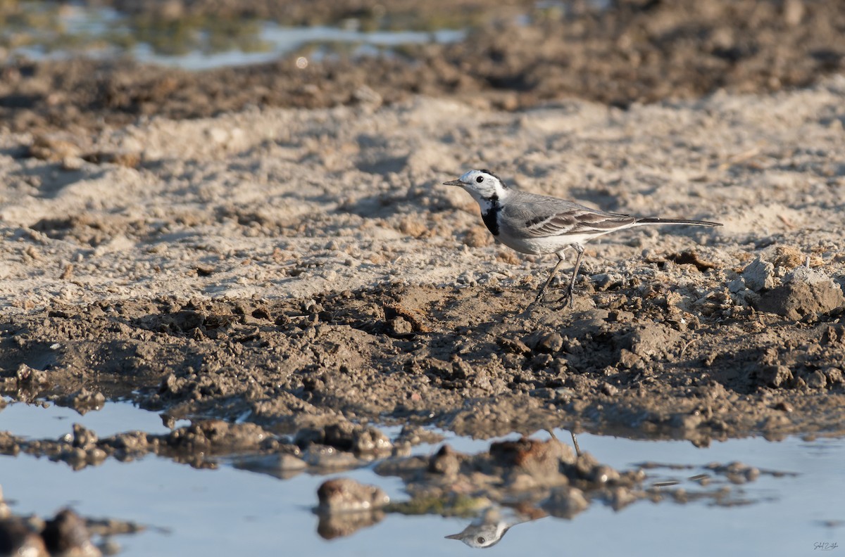 linerle - ML646825656