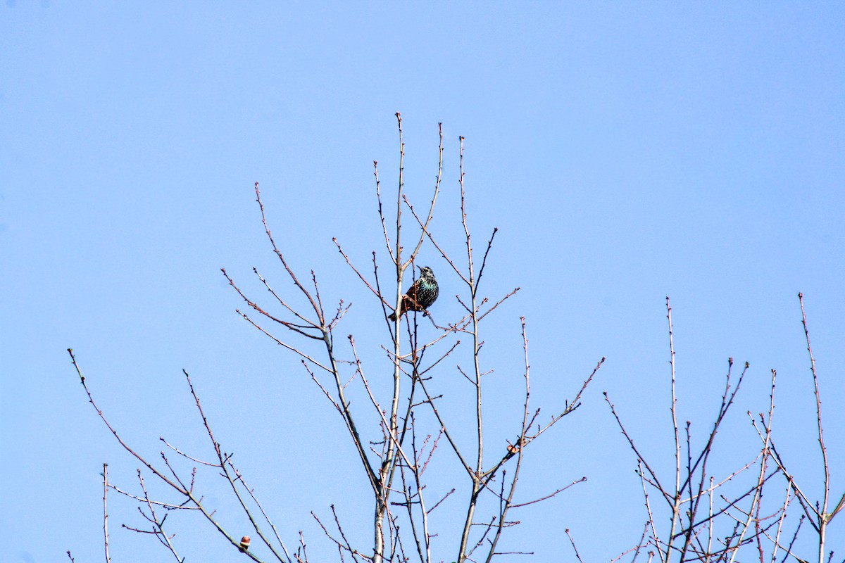 European Starling - ML646825657