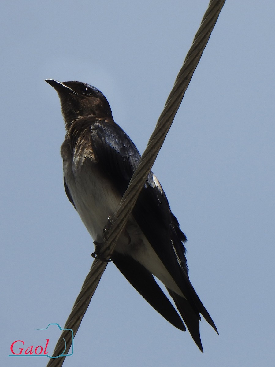 Gri Göğüslü Kırlangıç - ML646825658