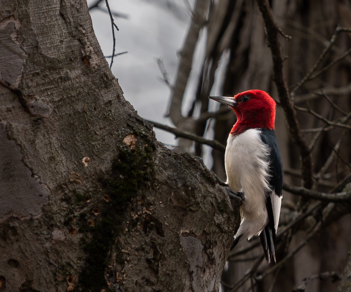 Pic à tête rouge - ML646825660