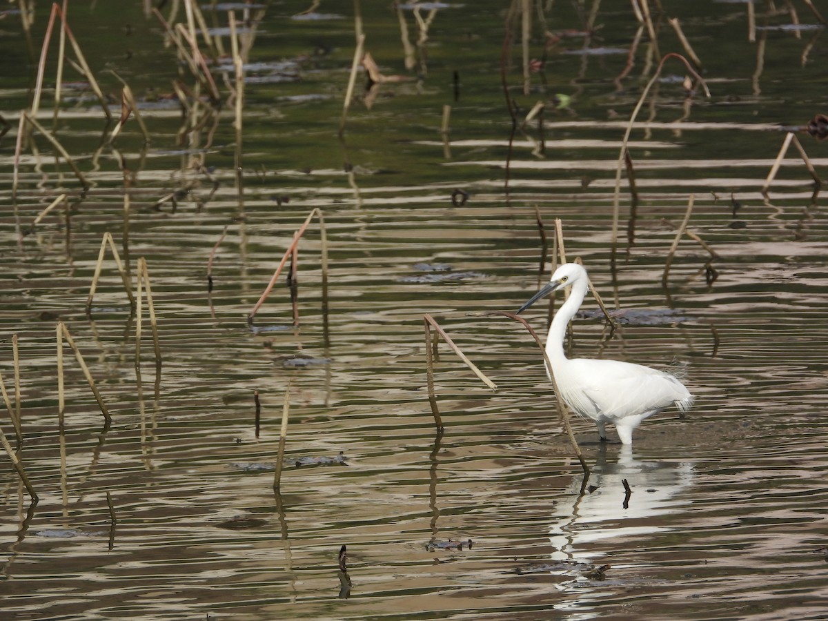 Aigrette garzette - ML646825670