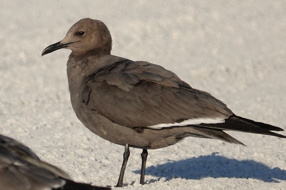 Antxeta grisa - ML646825674