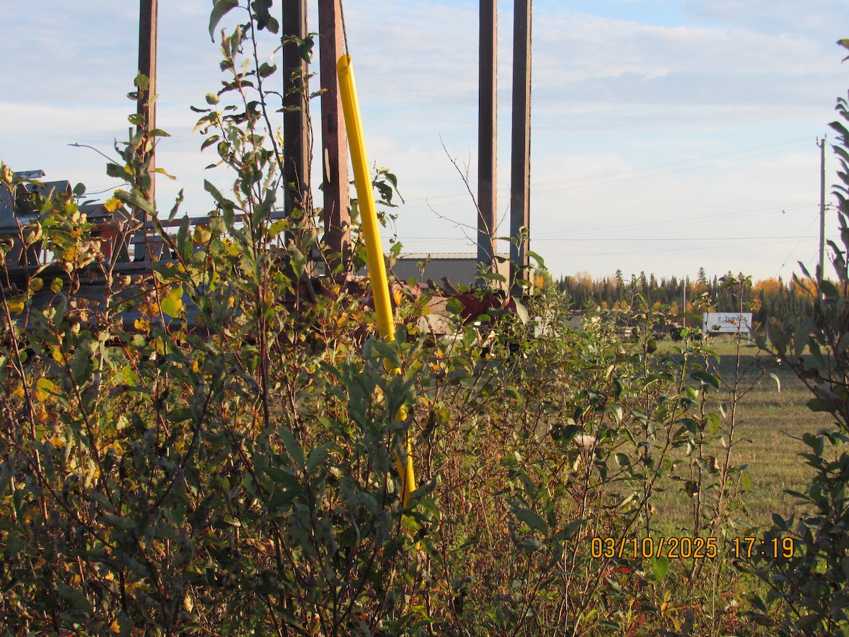 White-crowned Sparrow - ML646825676