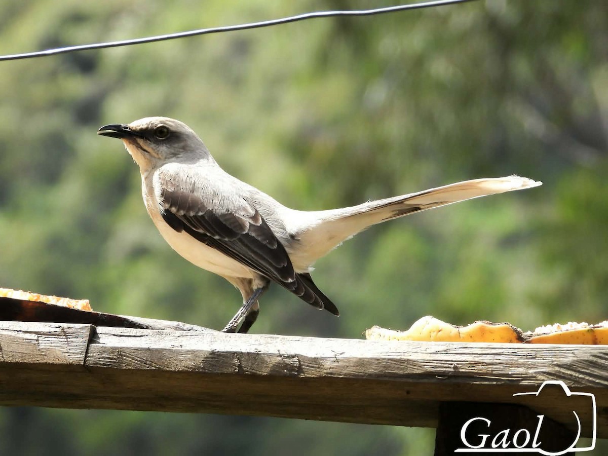 Tropical Mockingbird - ML646825678