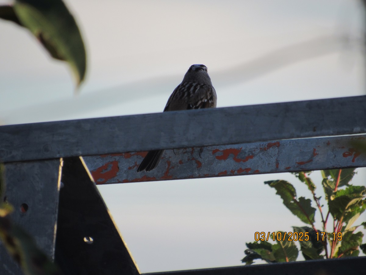 White-crowned Sparrow - ML646825679