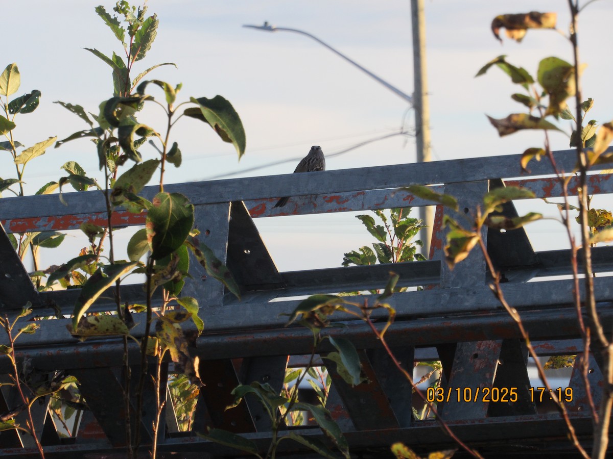 White-crowned Sparrow - ML646825680