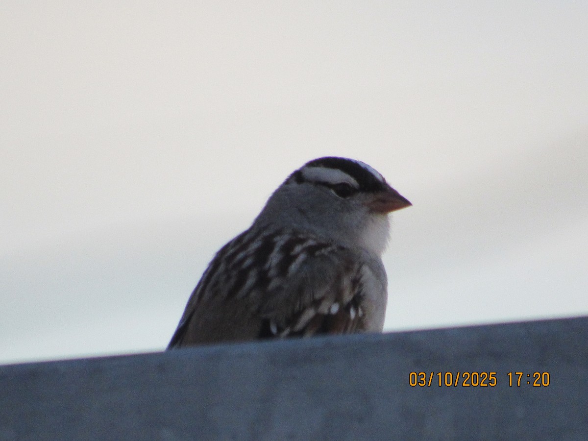 White-crowned Sparrow - ML646825681