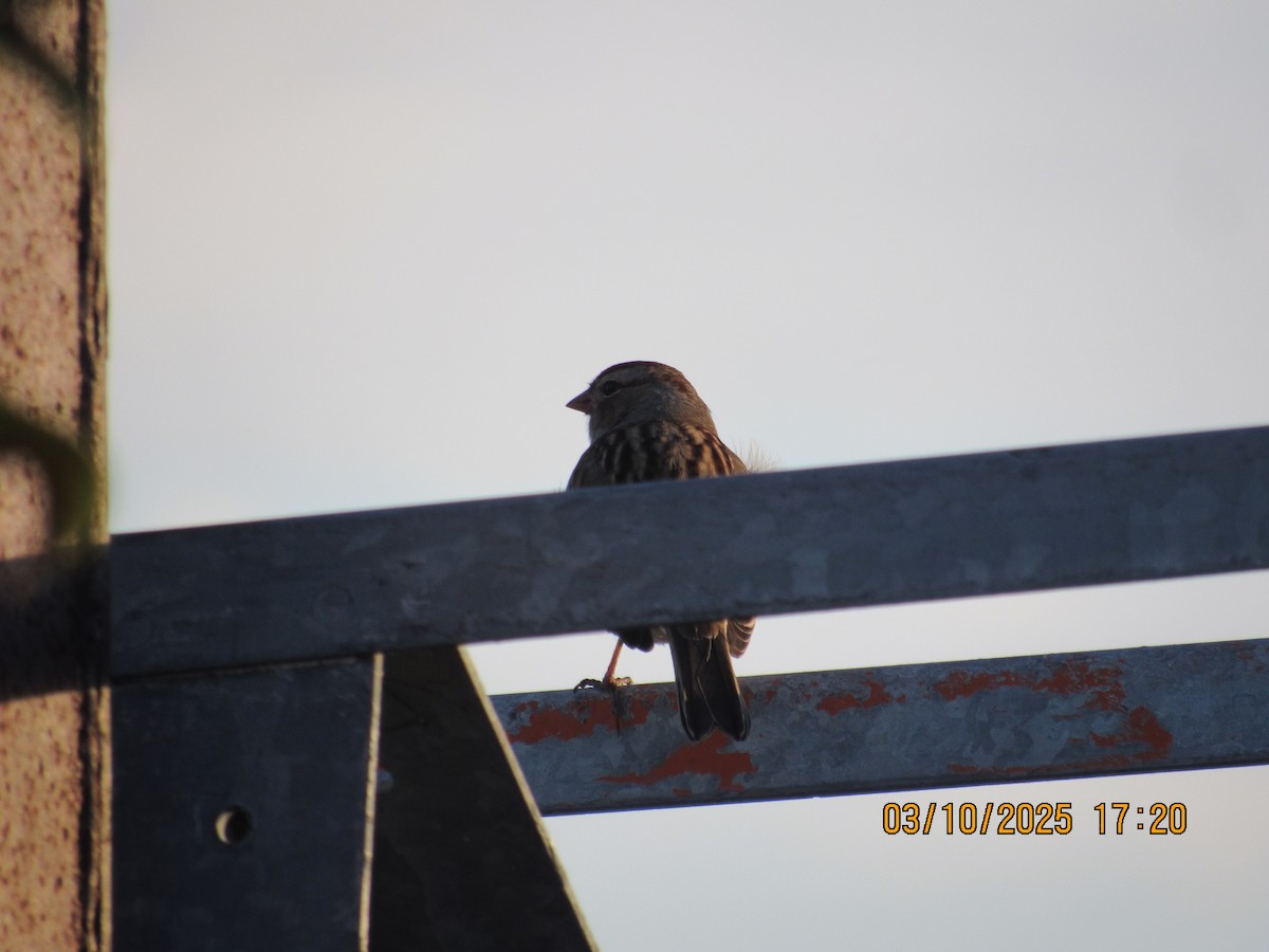 White-crowned Sparrow - ML646825682