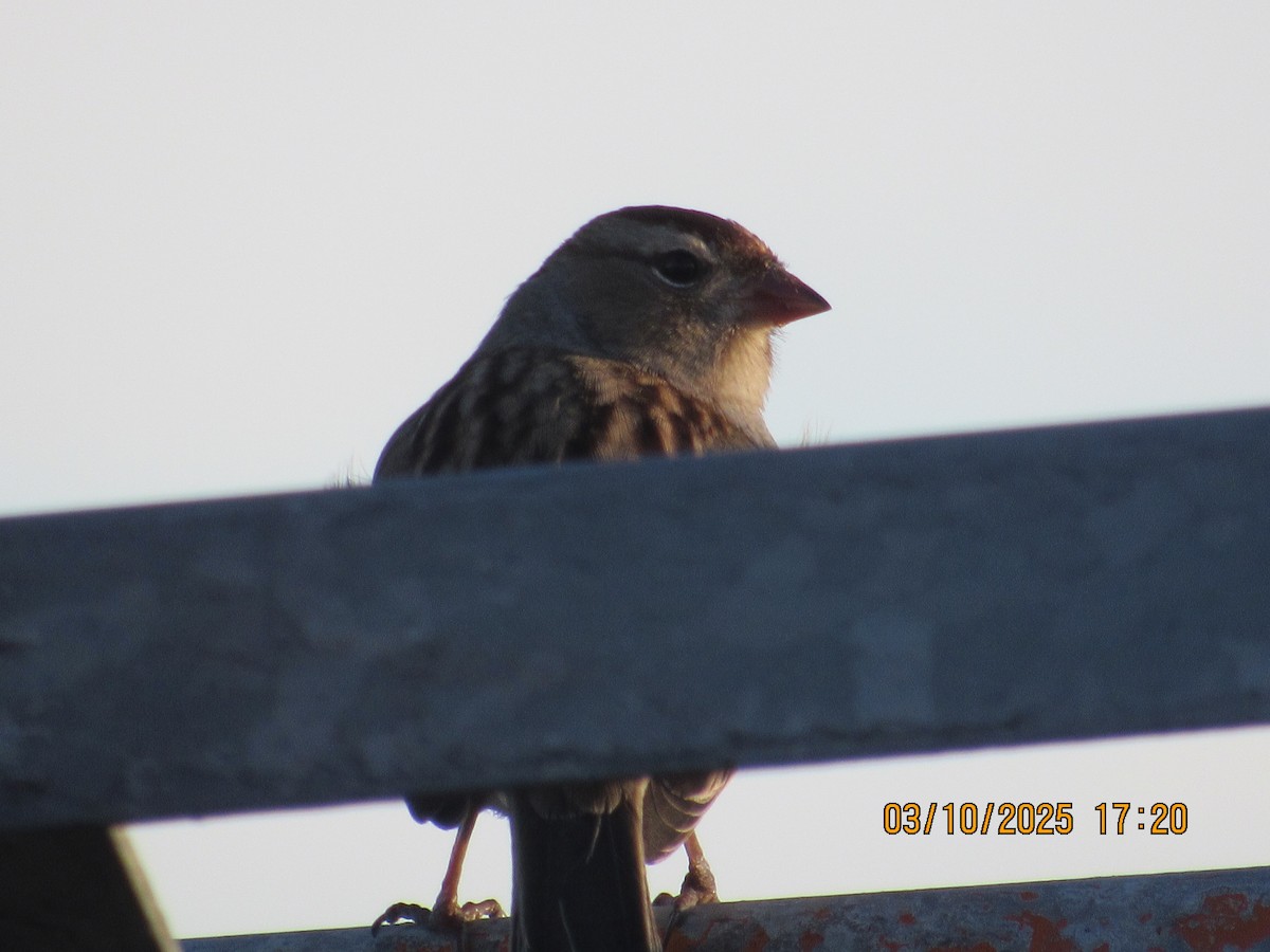 White-crowned Sparrow - ML646825683