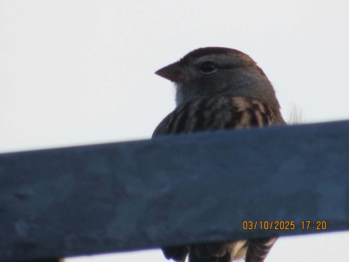 White-crowned Sparrow - ML646825684