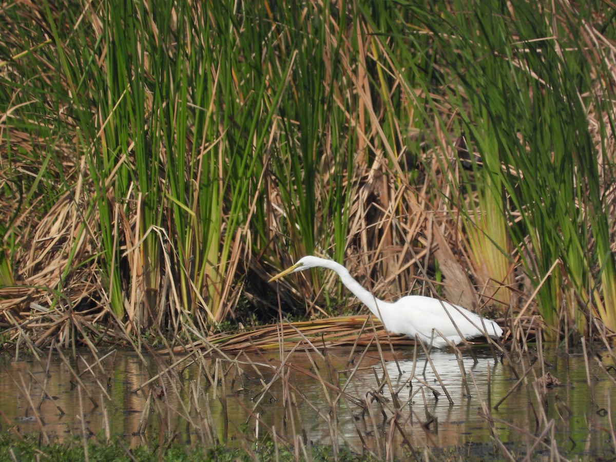 Great Egret - ML646825685