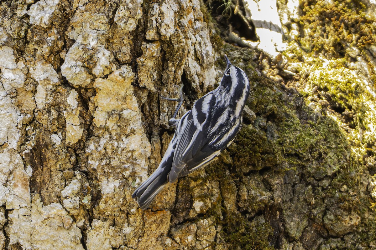 Black-and-white Warbler - ML646825686