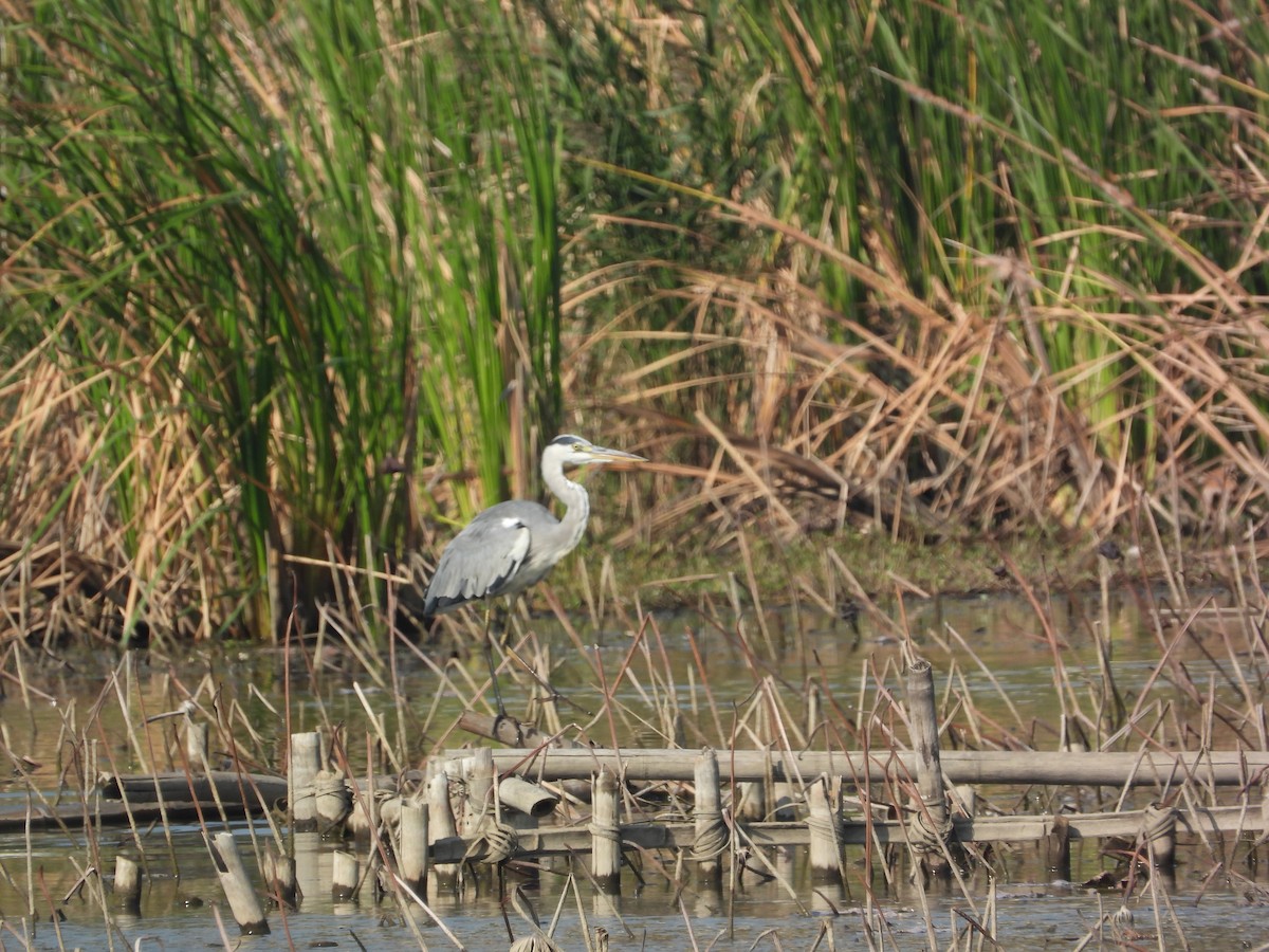 Хөх дэглий - ML646825687