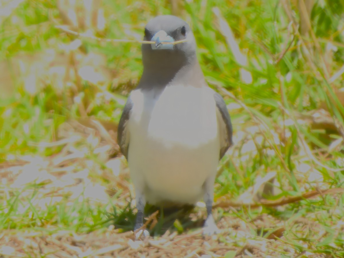 Langrayen à ventre blanc - ML646825688