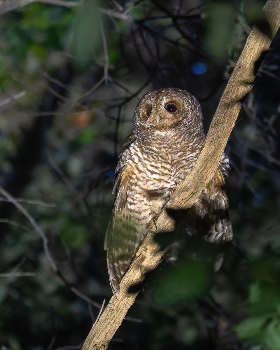 chileugle - ML646825689