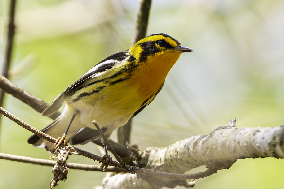 Blackburnian Warbler - ML646825691