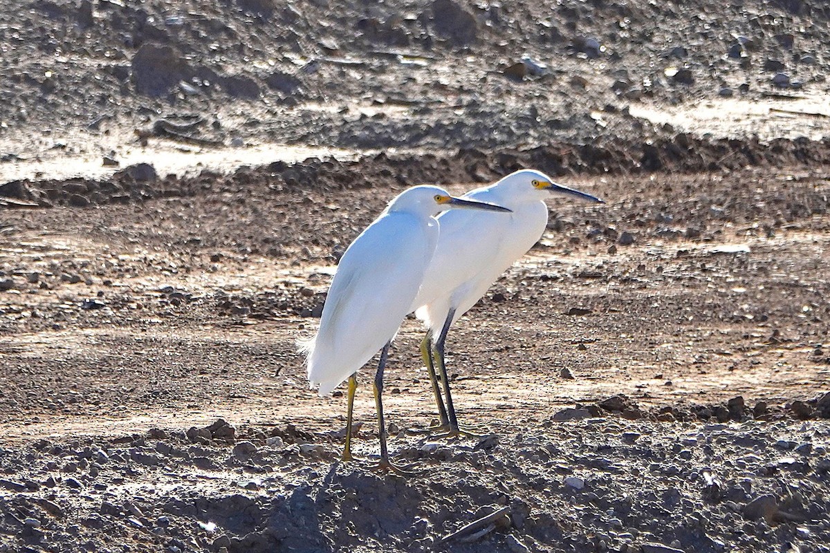 Aigrette neigeuse - ML646825696