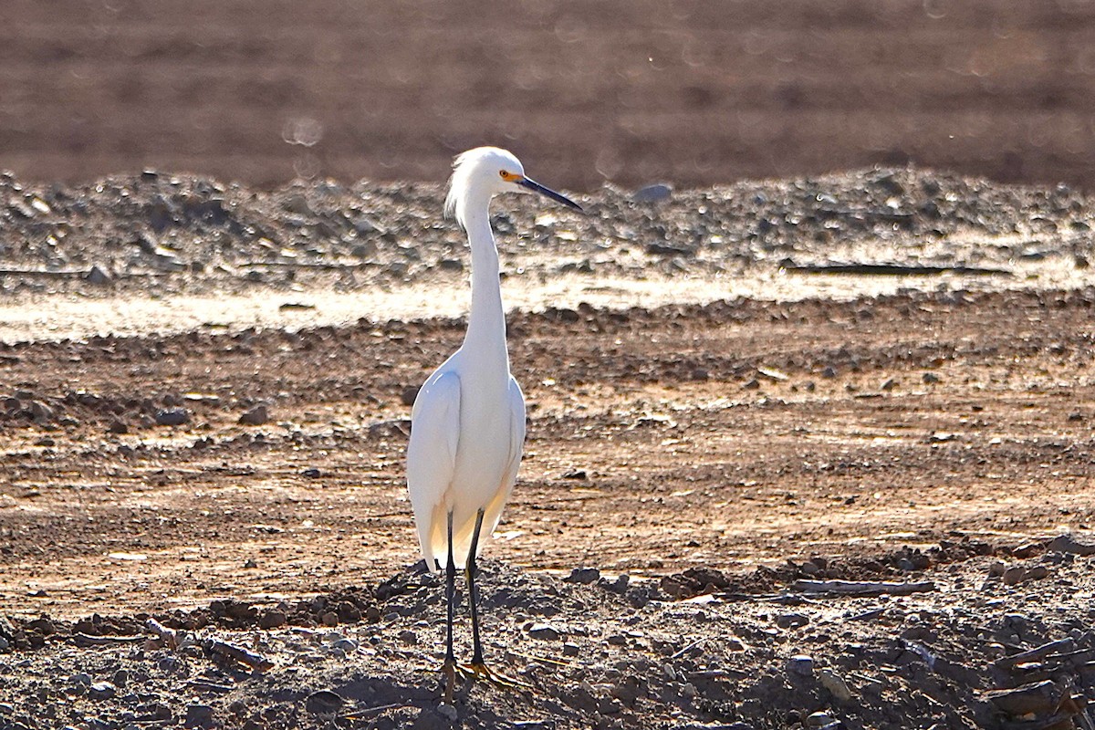 Aigrette neigeuse - ML646825697
