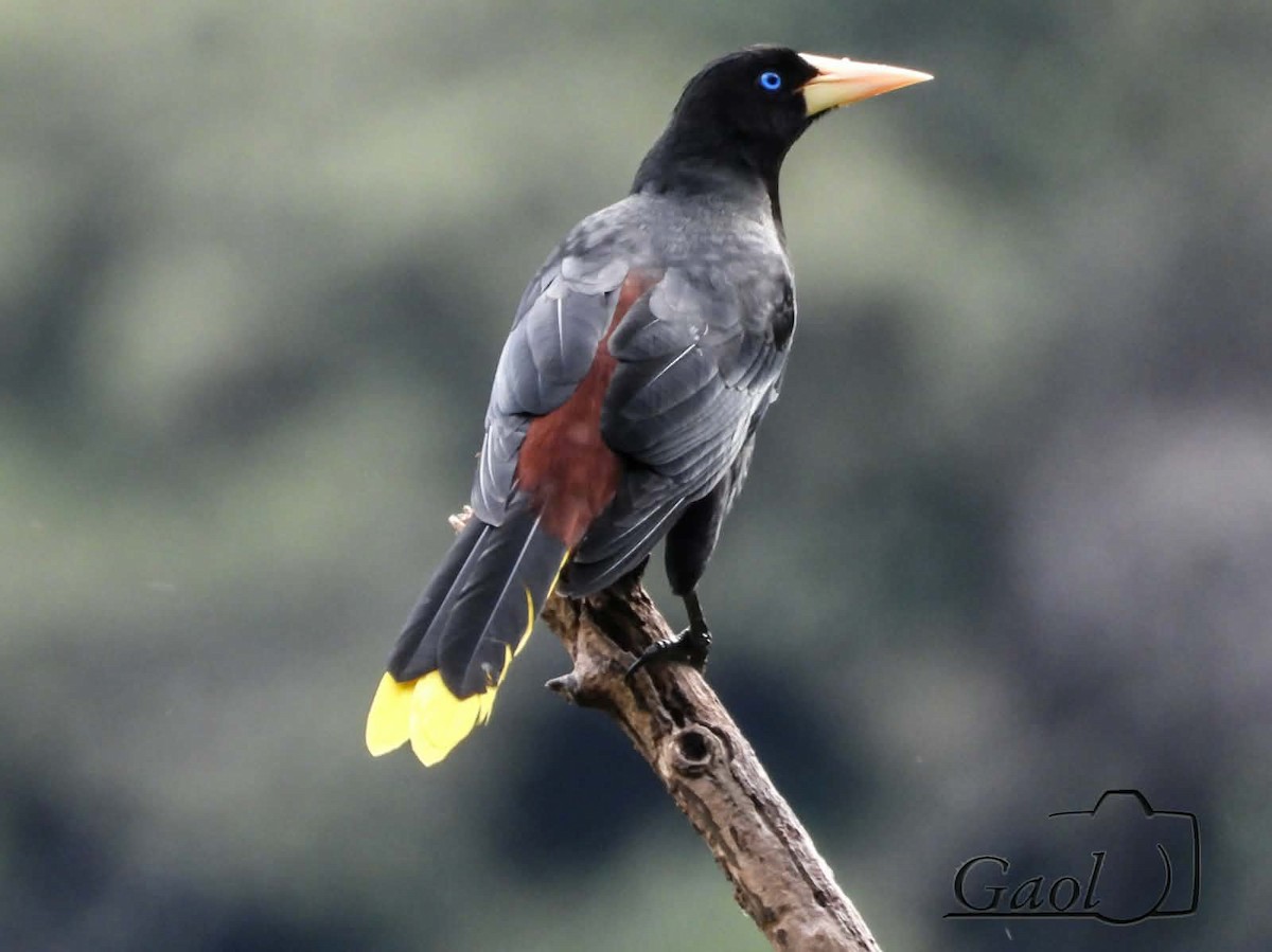 Шапу - ML646825702