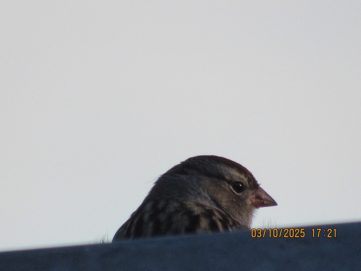 White-crowned Sparrow - ML646825704