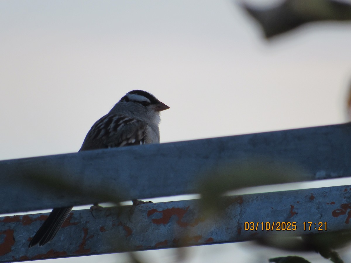 White-crowned Sparrow - ML646825705
