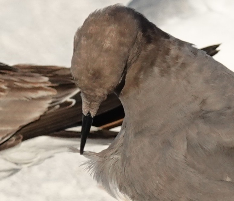 Antxeta grisa - ML646825711