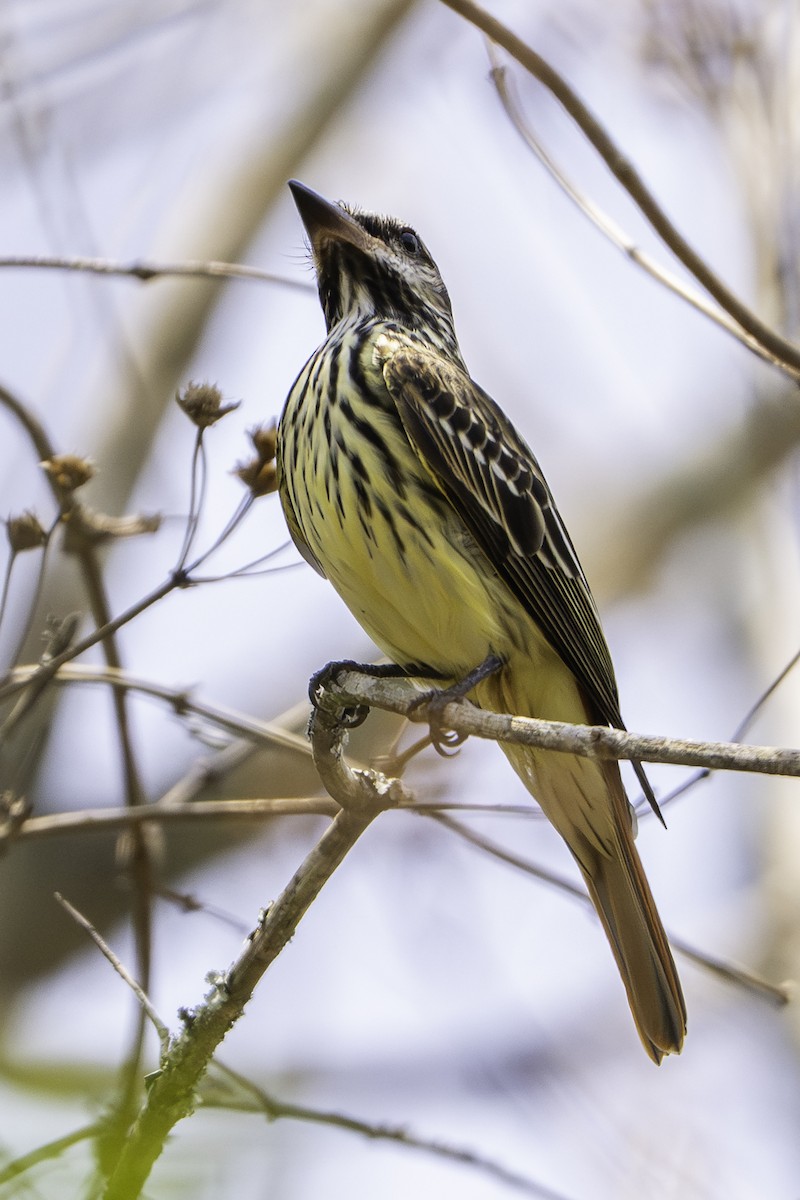 Sulphur-bellied Flycatcher - ML646825713