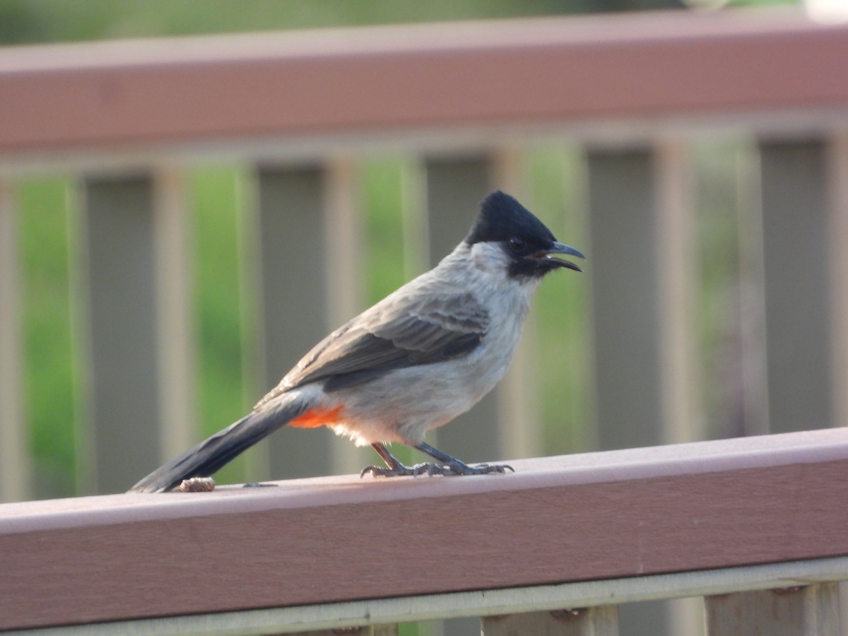 Bulbul urre-ipurdia - ML646825717