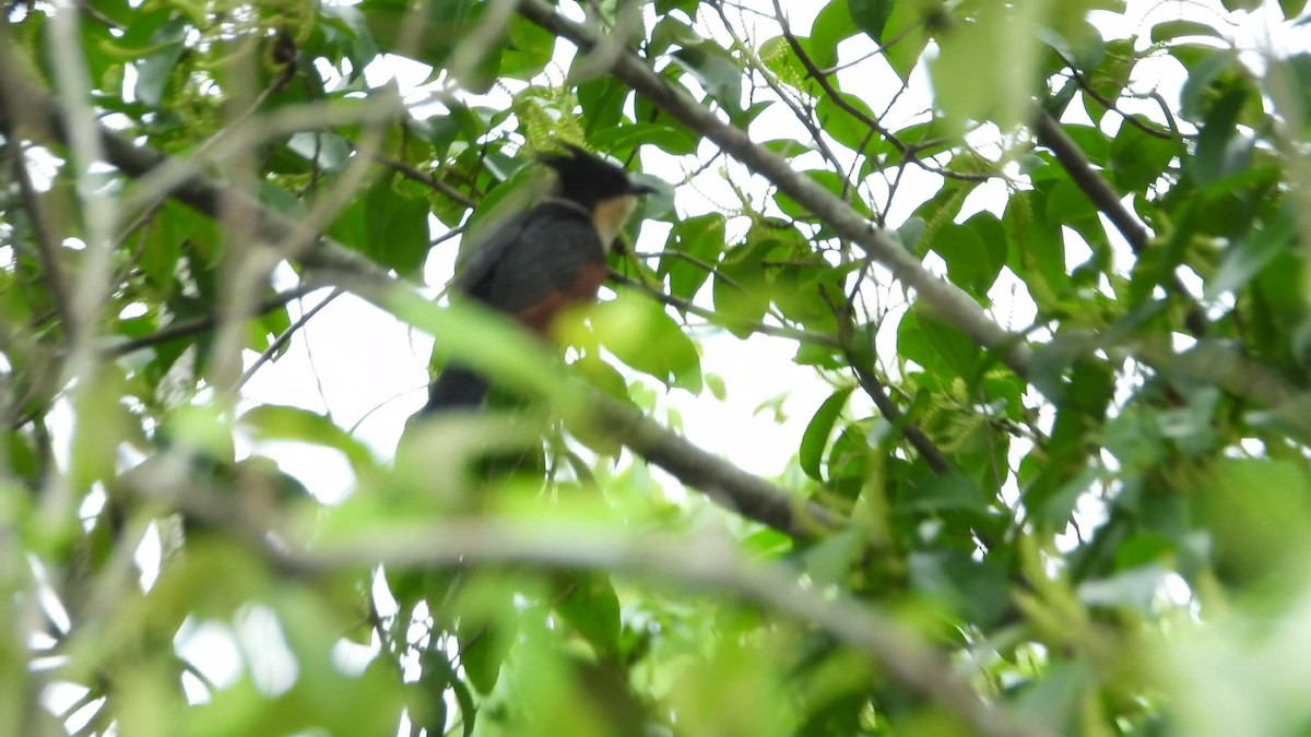Chestnut-winged Cuckoo - ML646825718