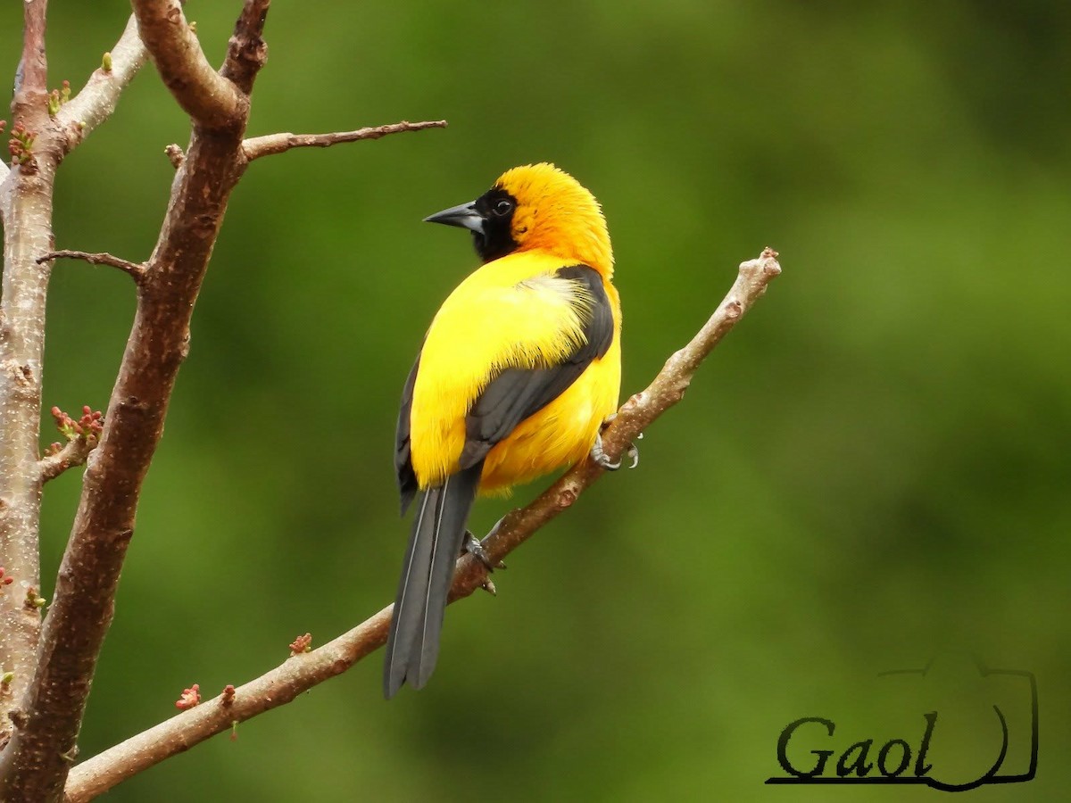 Трупіал чорнокрилий - ML646825719