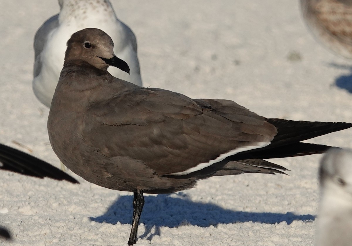 Antxeta grisa - ML646825723