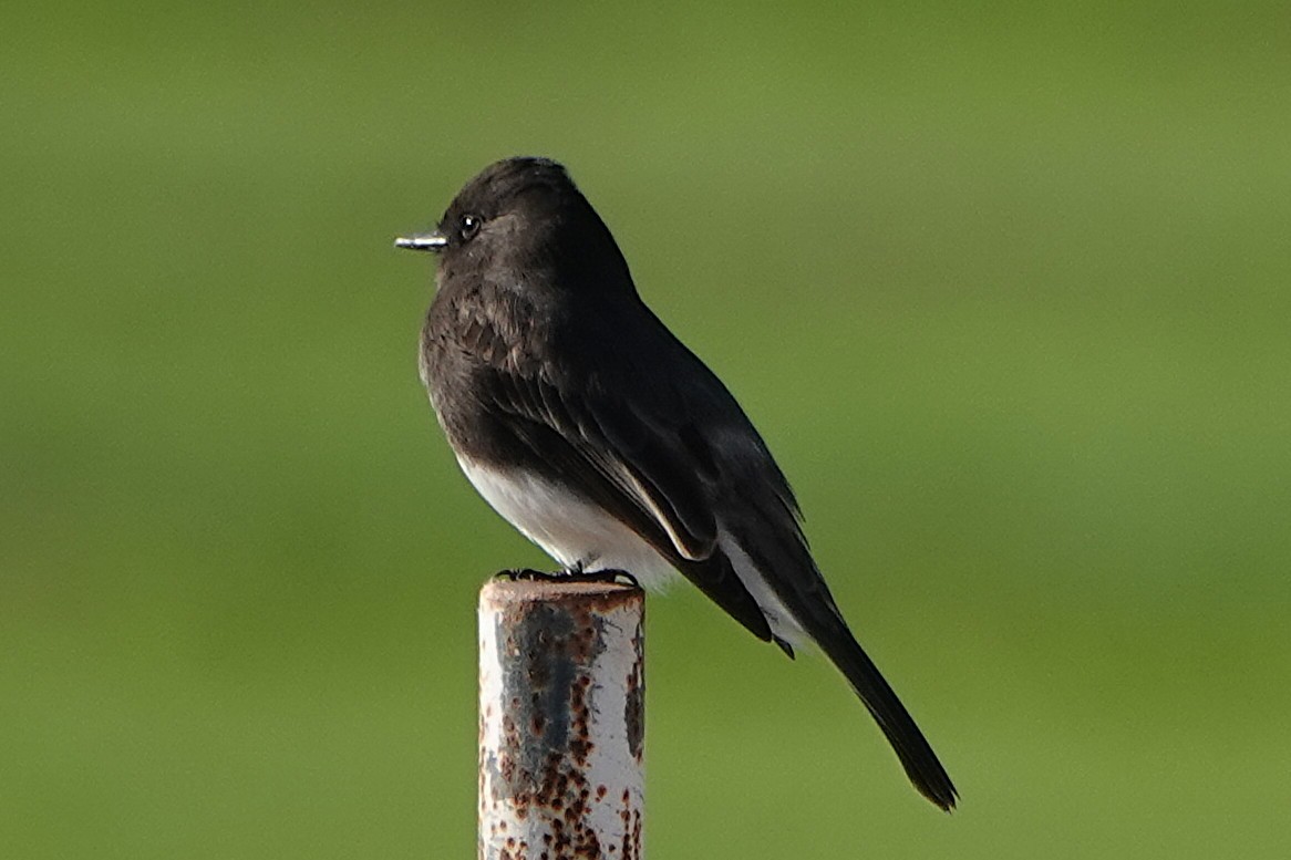 Moucherolle noir - ML646825724